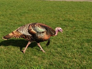 or wild turkey's wing