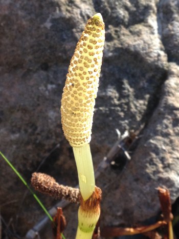 Horsetail husk shoot with iPhone no enhancement