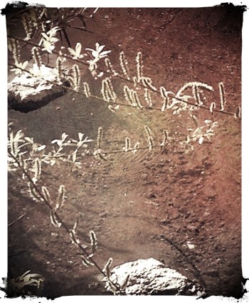 willow catkin-iphone photo edited and cropped in phototoaster