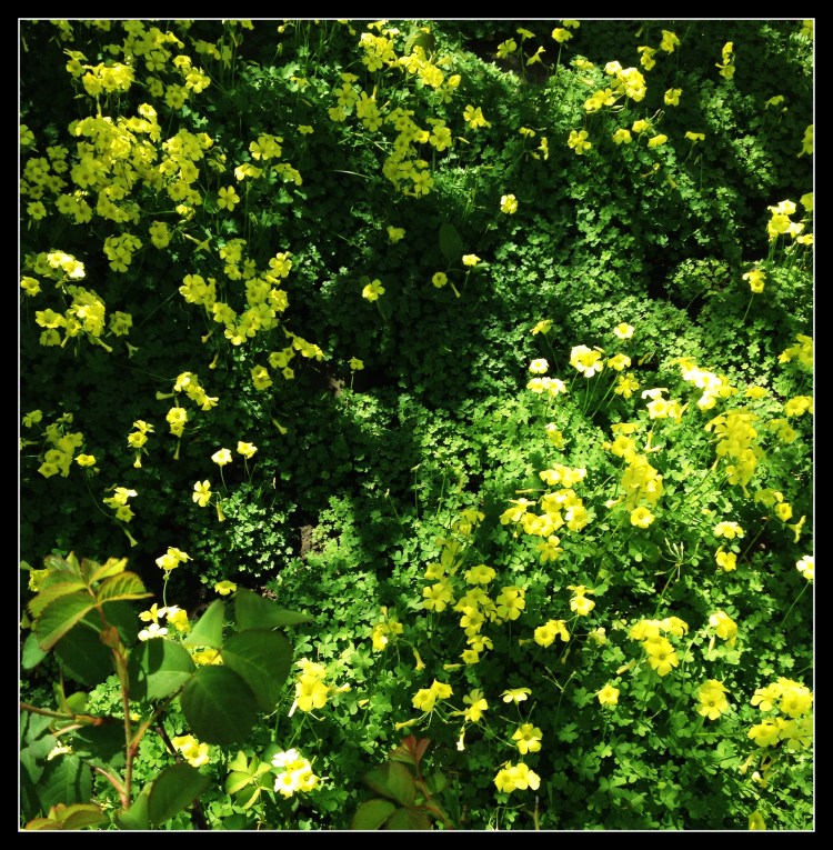 My Backyard shamrocks