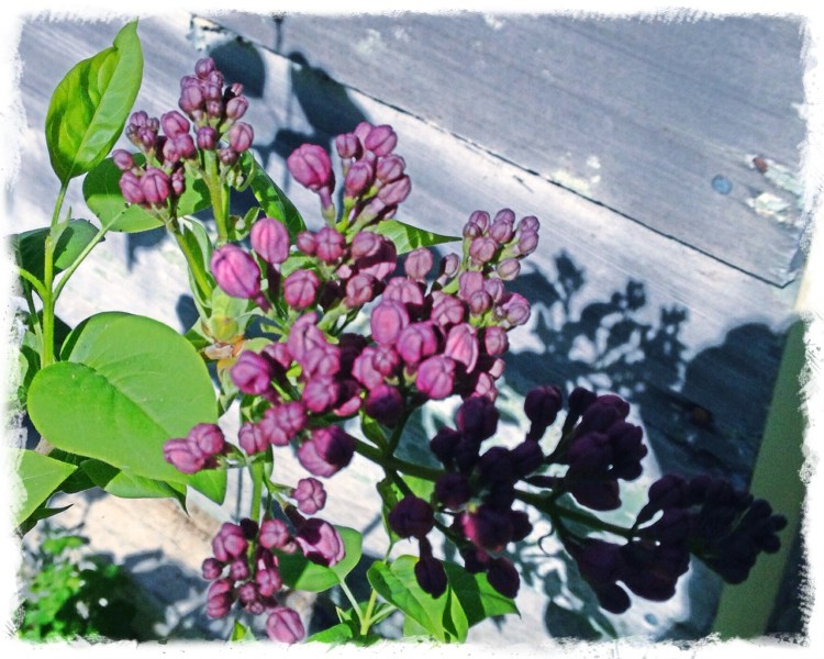Lilacs getting ready to bloom