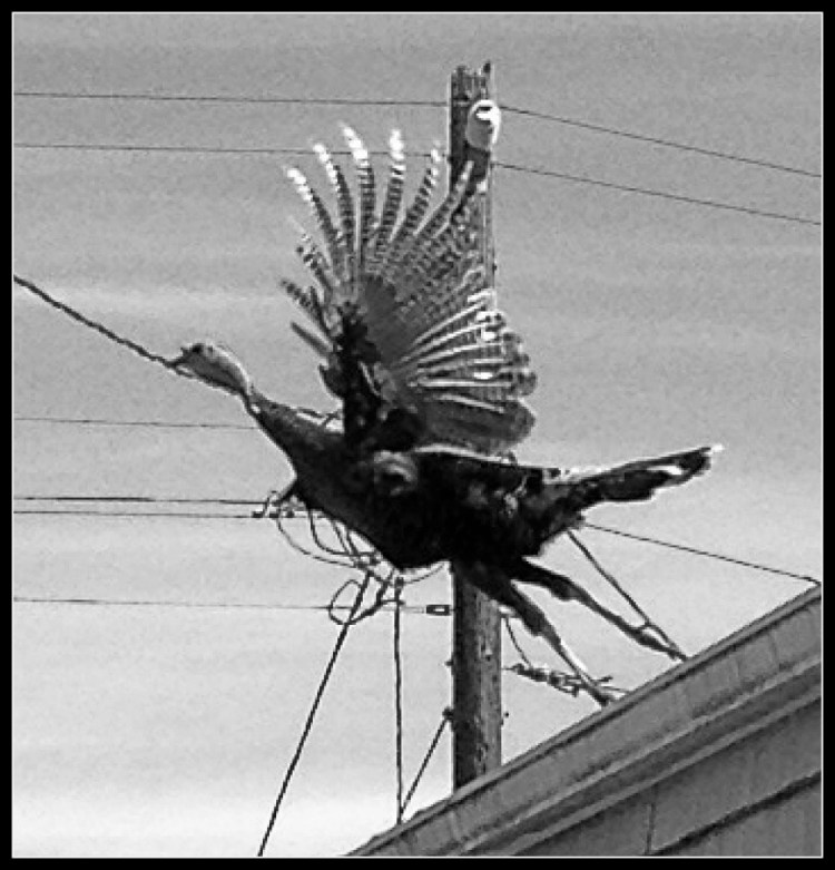 I posted this turkey in color yesterday