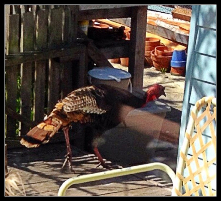 turkey heading north