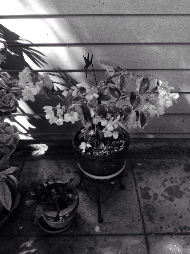 Begonia/ iphone native camera 
