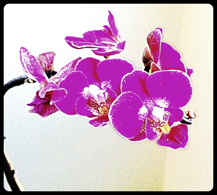 Orchid orchids