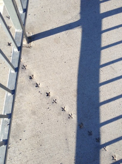 3. Bird tracks