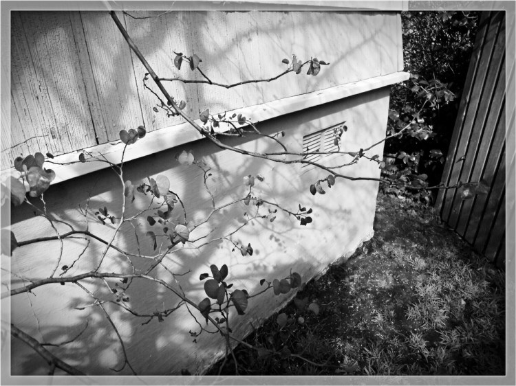 Red Bud limbs and open gate