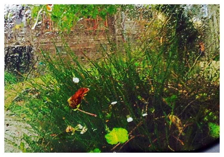 3. Cropped to emphasize the leaves and flower petals