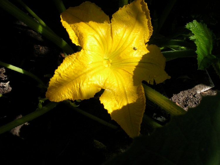 Squash Blossom 