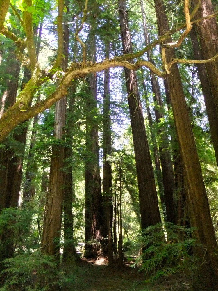 Muir Woods Fugi Camera