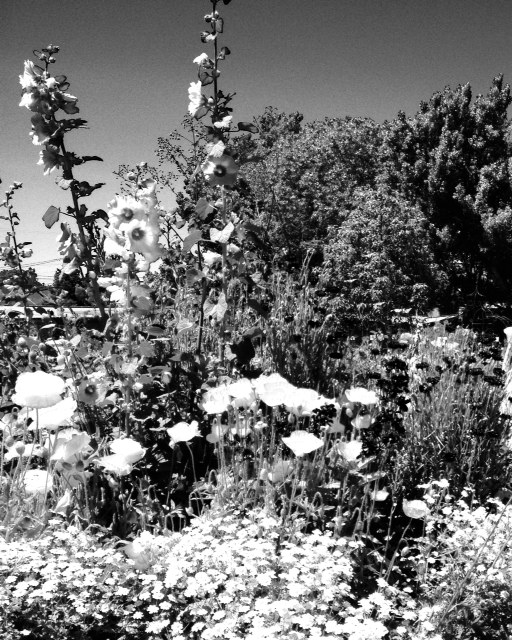3. Just the Hollyhocks from picture above