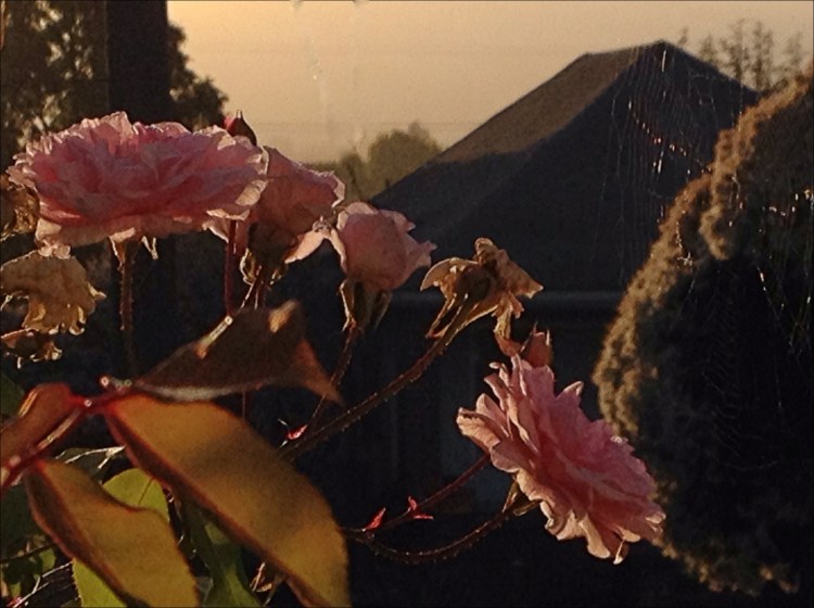 Brown air sunrise with roses (without wires)