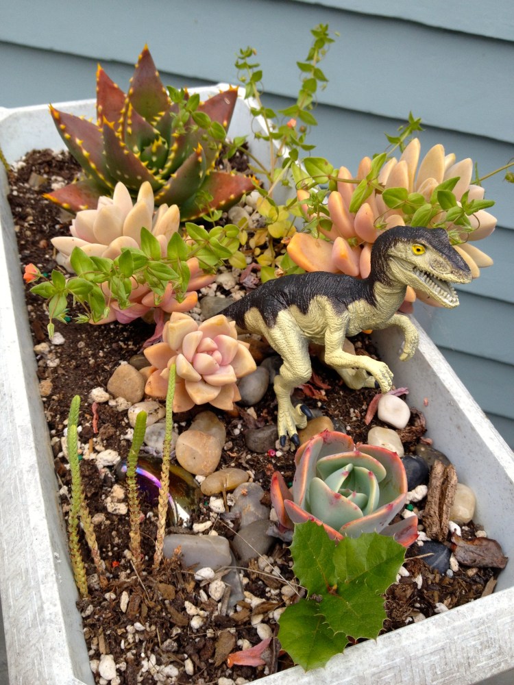 Dino among the Succulents 