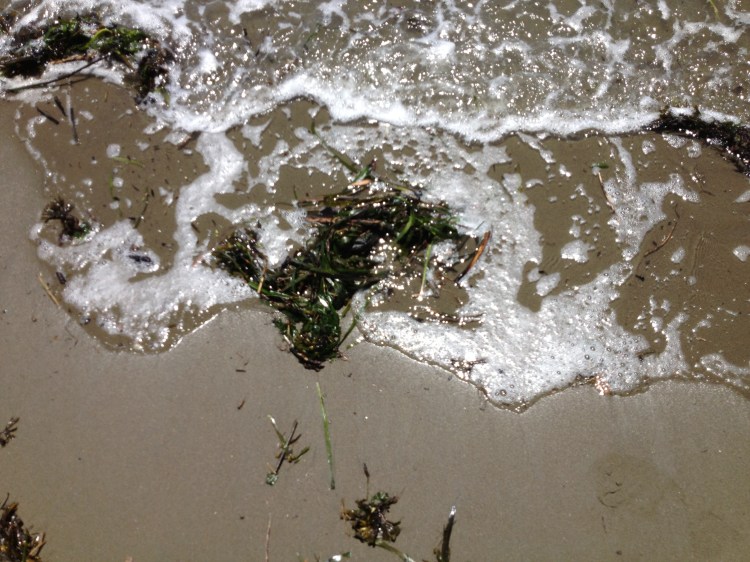 Between Water and Earth