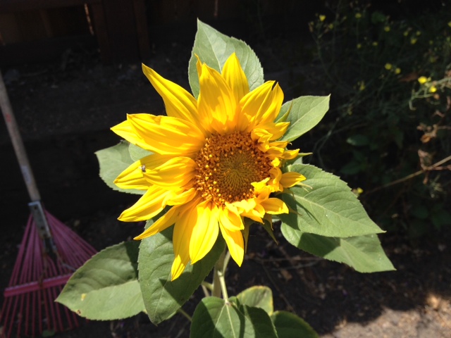 1-Portrait of Spontaneous Sunflower