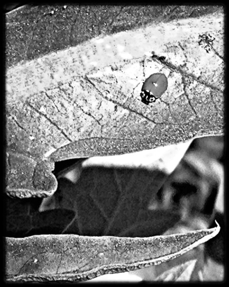Ladybug on artichoke leaf