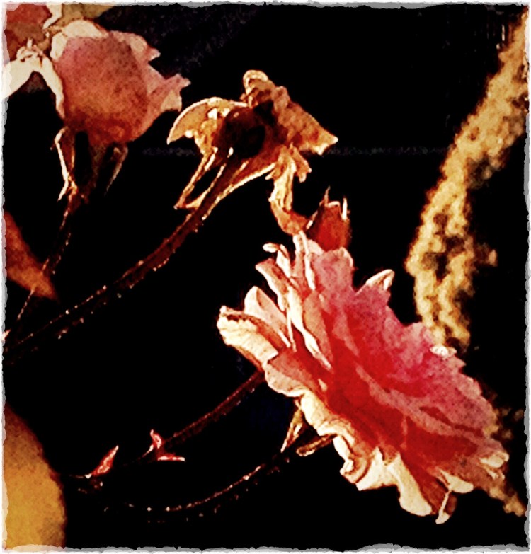 Cecil Brunner Roses at end of season 