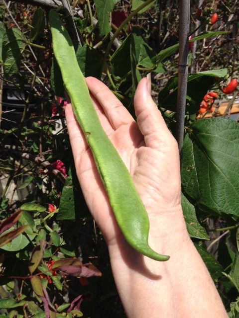 Very Fresh green bean . I know I posted it already  But ain't it grand?