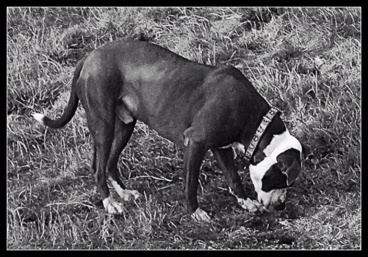 Basco focused on a ground squirrel 