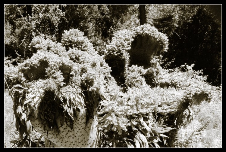 Planimals at the Bancroft Garden