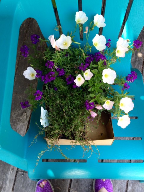 Wooly thyme, verbena and primroses wait to be planted in my garden as soon as I change out of my violet shoes