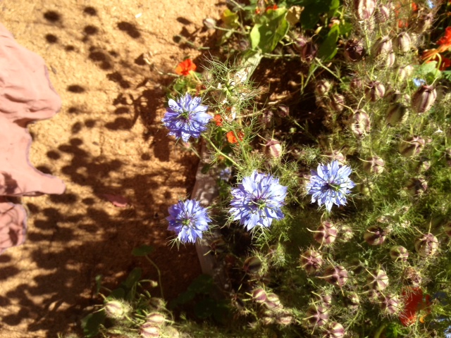 2-Quick did you se the rabbit?