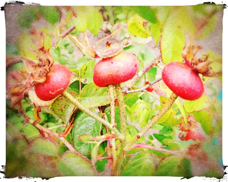 Rose Hips