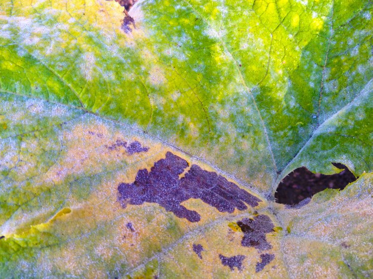 Who is that masked...?