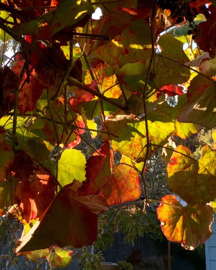 Roger's Red smolders