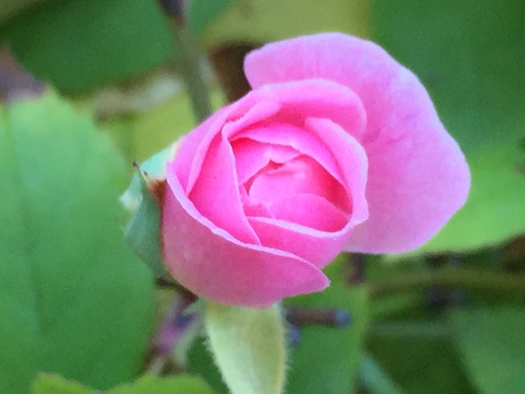rose bud
