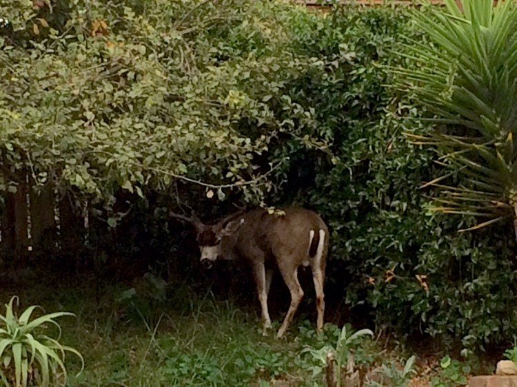 The apples are so tasty