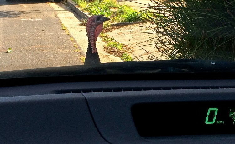 Turkey Hood Ornament  