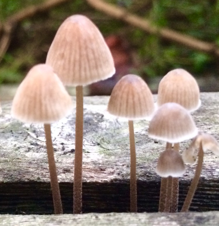 3- Mushrooms Up Close