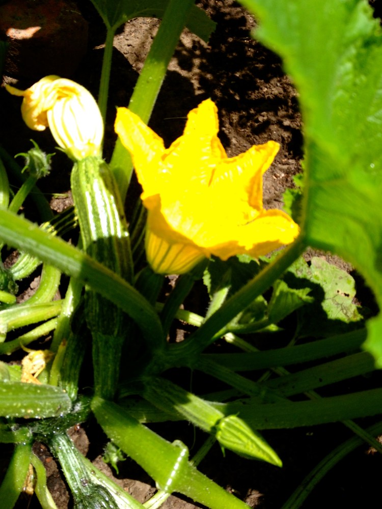 Zucchine and Blossom 