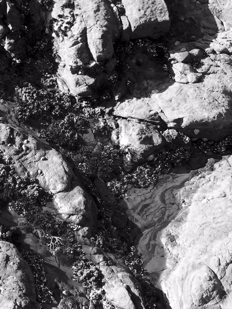 Pt. Lobos tide pool