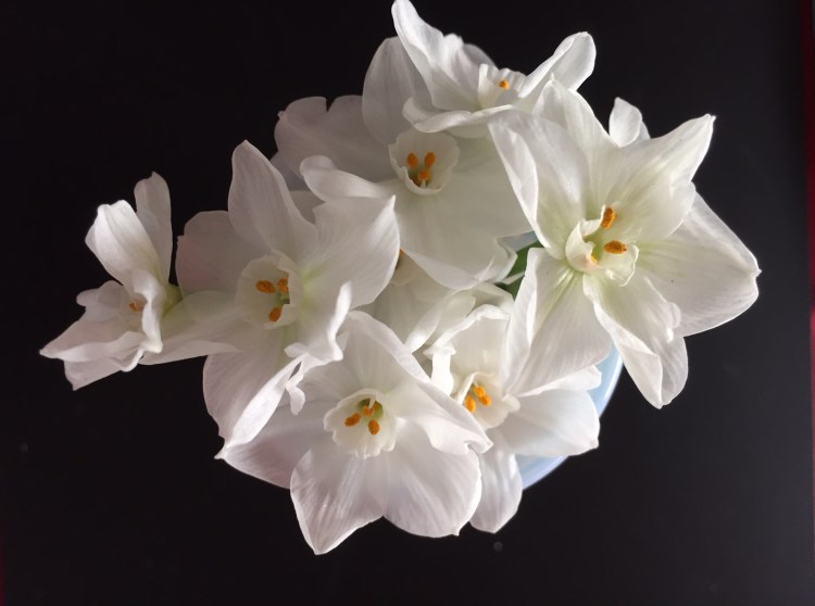 Narcissus early morning light