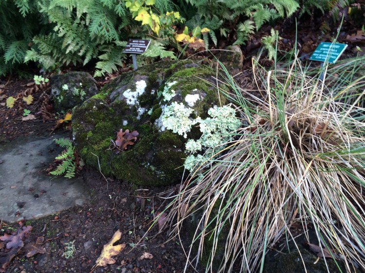Moss, Lichen, Fern and Grass Berkely Native Plant Garden
