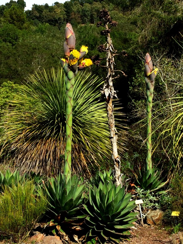 Same Agave this week