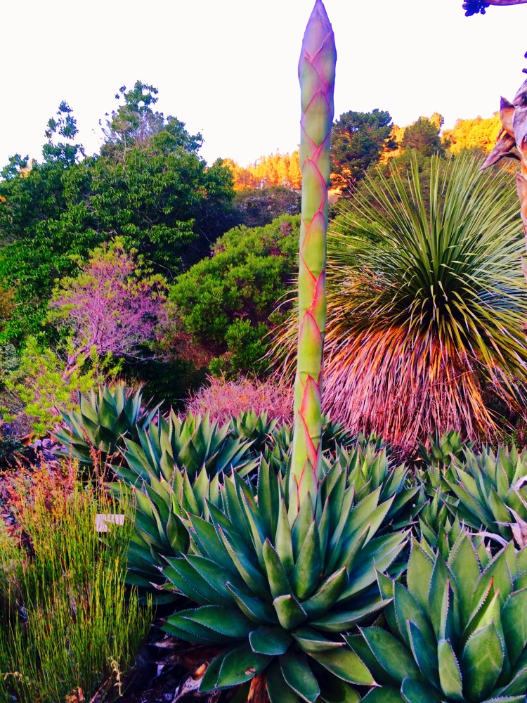 Agave Tilden Botanical Garden