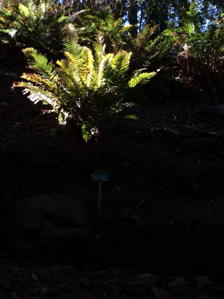 Sword fern