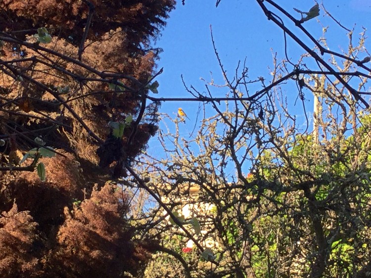 Can you find him among all the Winter sticks