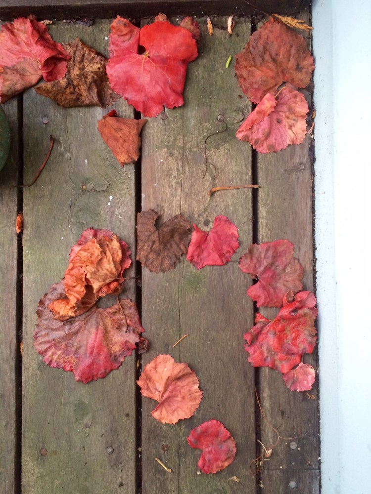 Alasken Yellow Cedar
