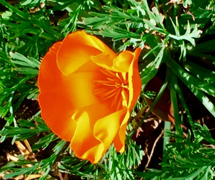 California Poppy