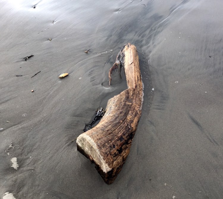 driftwood at low tide