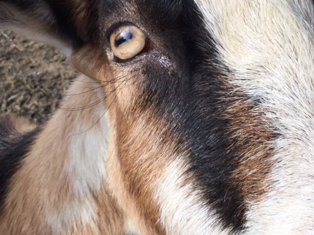 Who Knew Goats had lower eyelashes