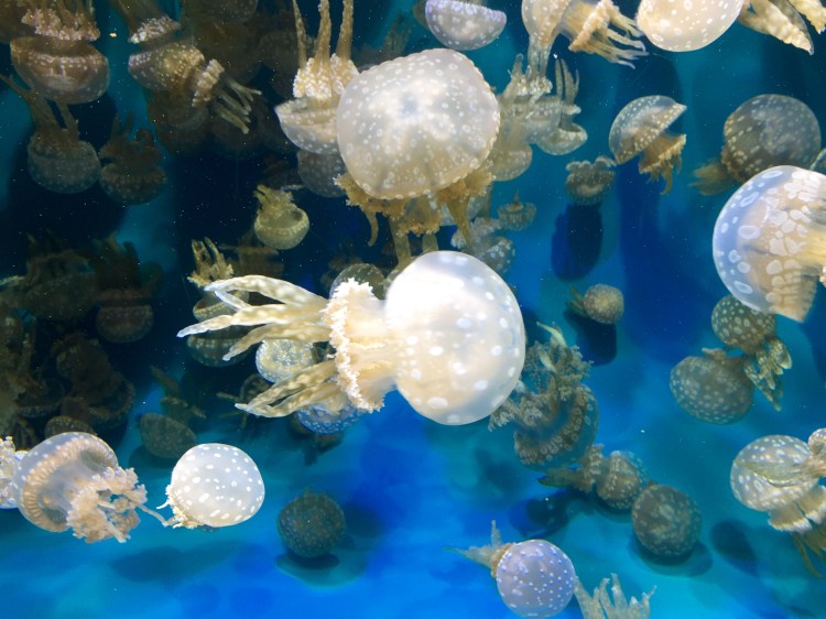 Moon Jellies