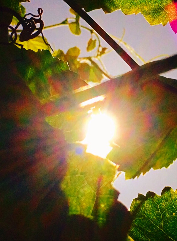 Looking West Through the Grapevine