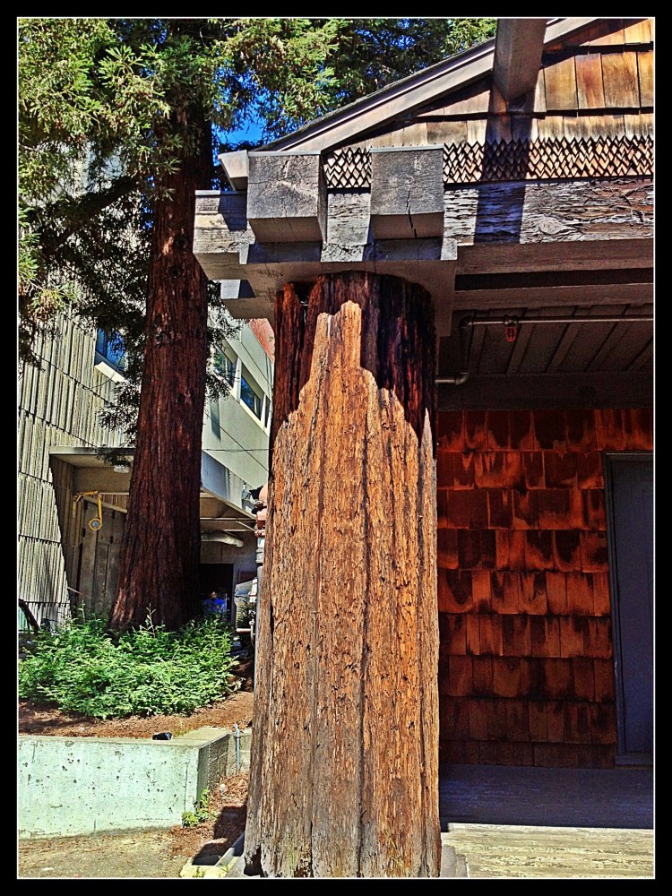 Reddwood Trunk as pilar of the church 