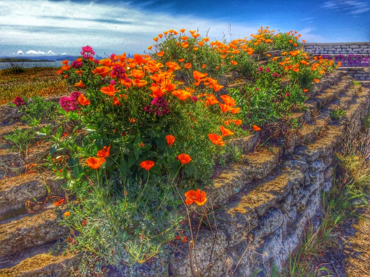 Poppies by the Bay