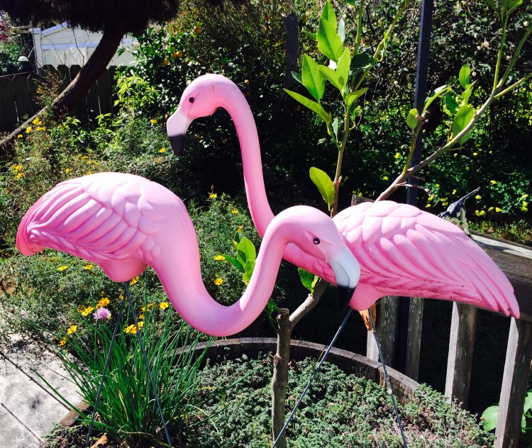 Of Course This Challenge would not be Complete without the Resident Pink Flamingos